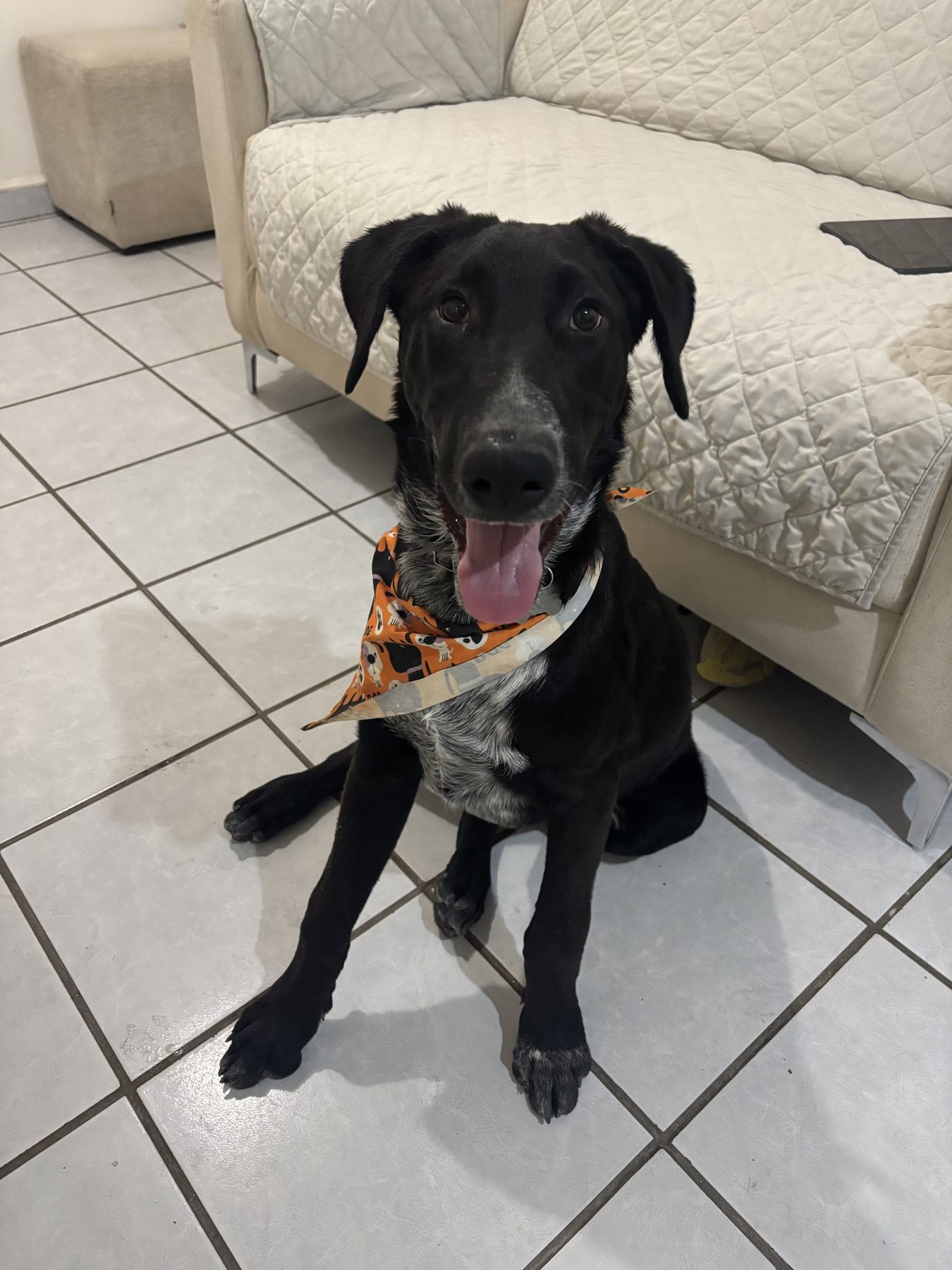 Oliver, a young black dog with a white speckled chest, sitting and looking at the camera with his tongue out, wearing an orange bandana.
