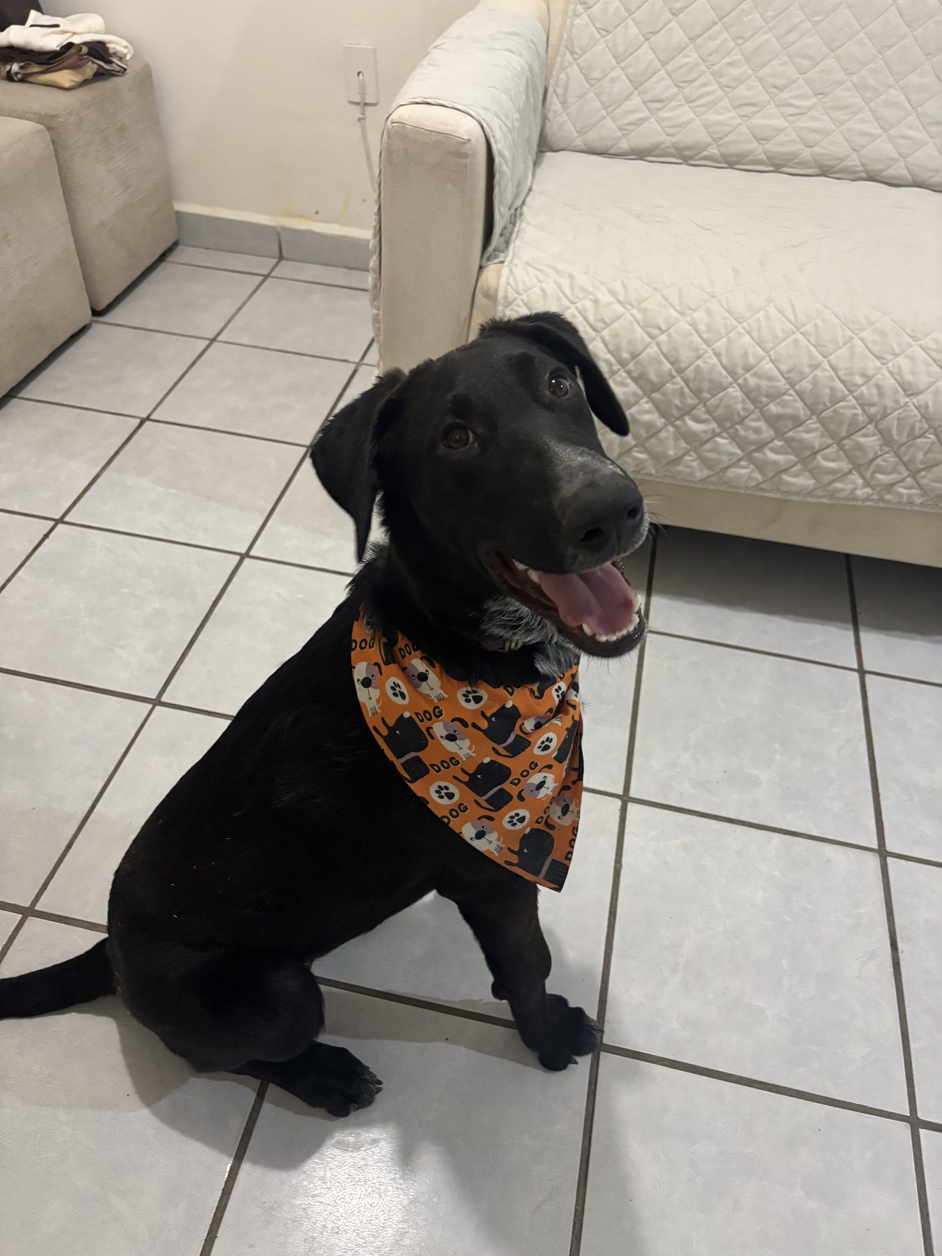 Oliver sitting side-on, grinning up and away from the camera, in a bright orange bandana.