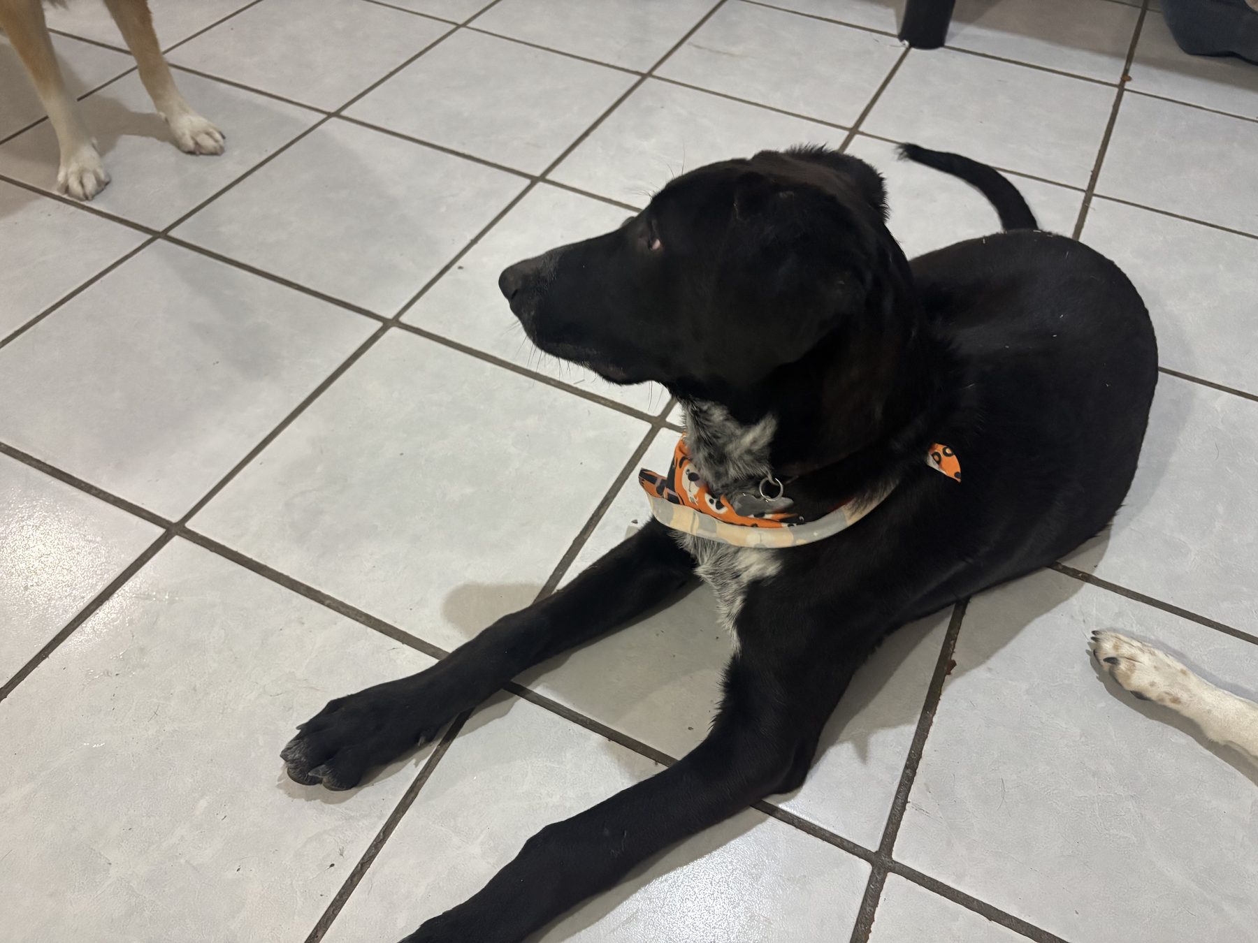 Oliver lying on the floor in profile, with another dog standing just behind him.